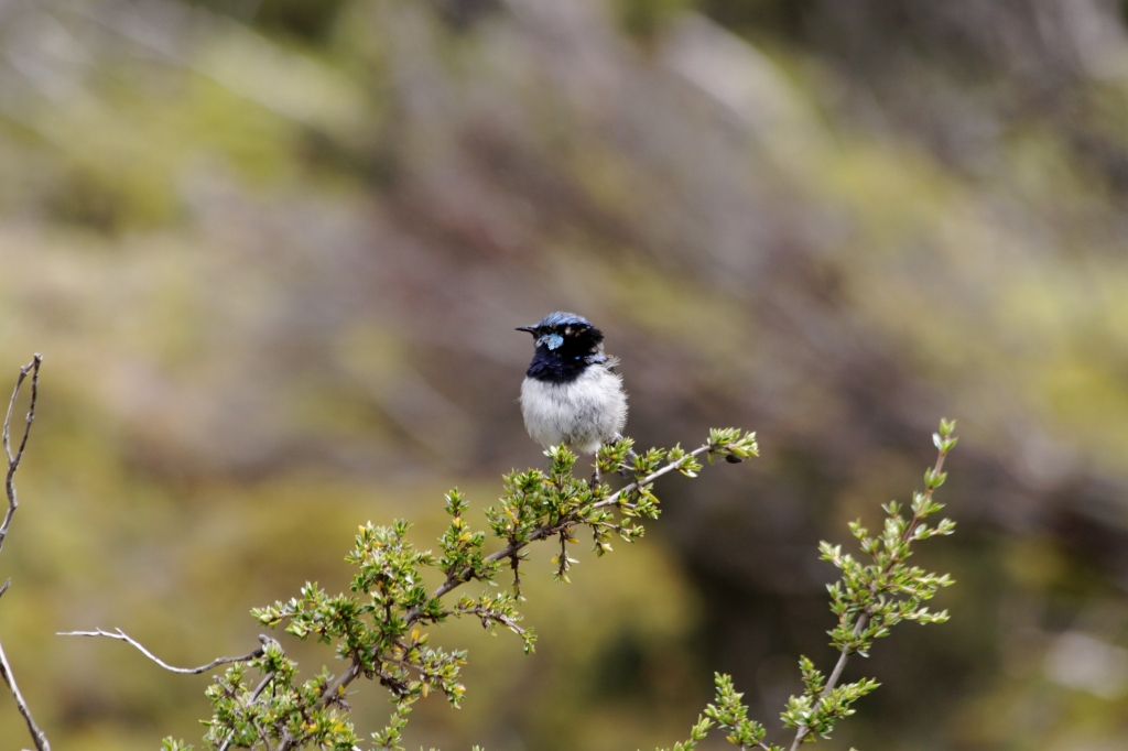 20 - Cradle Montain NP (26).jpg